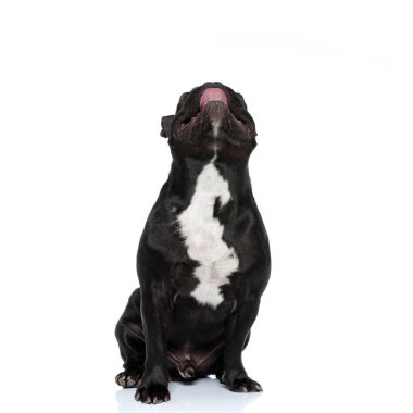 Meraklı Fransız Bulldog köpeği yukarı bakıyor, beyaz stüdyo arka planında oturuyor.