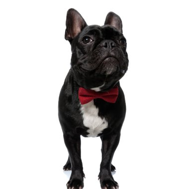 Cesur Fransız Bulldog köpeği papyon takıyor ve ileriye bakıyor, beyaz stüdyo arka planında duruyor.