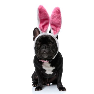 Tavşan kulağı takan, beyaz stüdyo arka planında oturan komik Fransız Bulldog köpeği.
