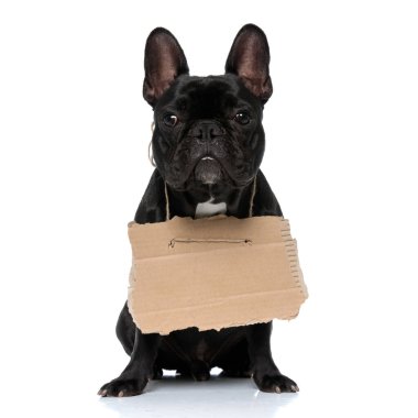 Saygılı Fransız Bulldog köpeği evlat edinme tabelası takıyor ve beyaz stüdyo arka planında oturmayı dört gözle bekliyor.