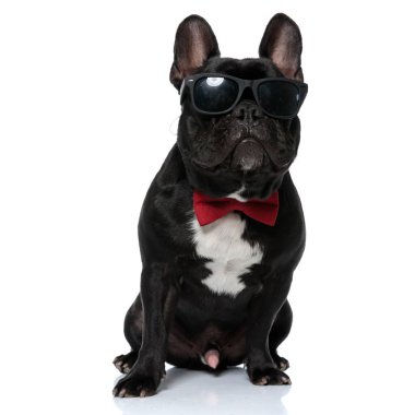 Papyon takıp güneş gözlüğü takan, beyaz stüdyo arka planında oturan havalı Fransız Bulldog köpeği.