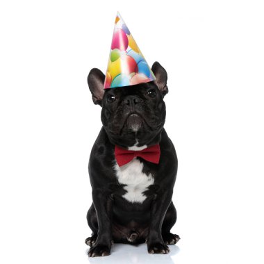 Papyon takan, parti şapkası takan, beyaz stüdyo arka planında oturan sadık bir Fransız Bulldog köpeği.