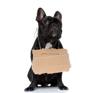 Güzel Fransız Bulldog köpek yavrusu evlat edinme işareti takıyor, yavru köpek gibi bakıyor ve yalvarıyor, beyaz stüdyo arka planında oturuyor.