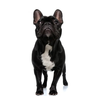 Saygılı Fransız Bulldog köpek yavrusu odaklanıyor ve dinliyor, beyaz stüdyo arka planında duruyor.