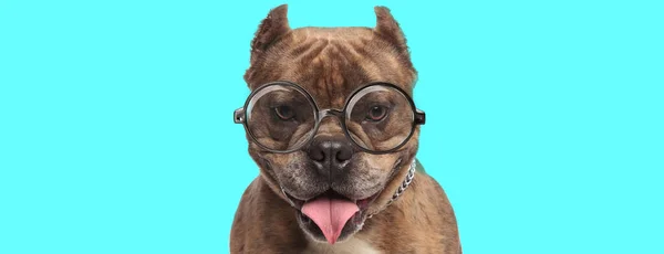 Lindo Nerd Americano Bully Perro Sobresaliendo Lengua Con Gafas Sentado — Foto de Stock