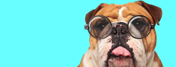 幽默的英国斗牛犬逗乐 伸出舌头 带着蓝色背景的眼镜 — 图库照片