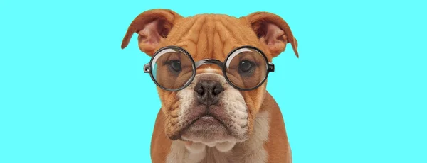 Nerdy Cute English Bulldog Dog Sitting Wearing Eyeglasses Looking Camera — Stock Photo, Image