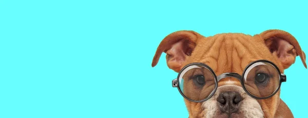 笨笨可爱的英国斗牛犬 只有一半的脸暴露在外面 蓝色背景上戴着眼镜 — 图库照片