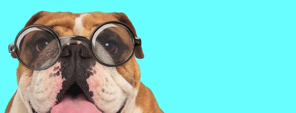 Nerd Jovem Inglês Bulldog Cão Ofegante Sentado Vestindo Óculos Fundo — Fotografia de Stock