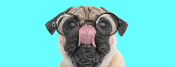 Lindo Nerd Pug Perro Tonteando Lamiendo Nariz Usando Anteojos Sentado — Foto de Stock