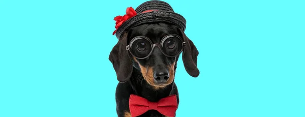 黒の帽子 赤い蝶ネクタイを身に着けているかわいい上品なテッケル犬 座って青い背景のカメラを見て — ストック写真