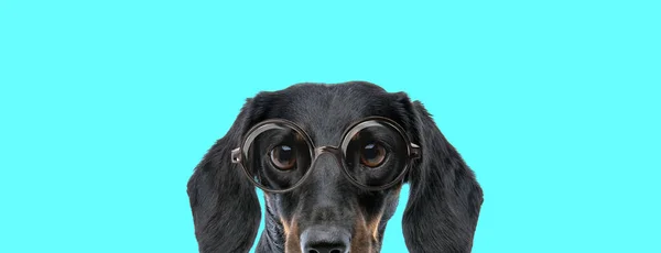 Adorable Perro Teckel Con Gafas Con Mitad Cara Oculta Sobre — Foto de Stock