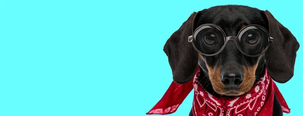 Divertente Nerd Teckel Cane Senza Occupazione Indossando Occhiali Con Bandana — Foto Stock