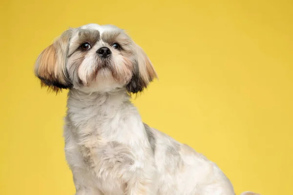Brave Shih Tzu子犬カワイイ見ますのために黄色のスタジオの背景 — ストック写真