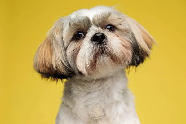 閉じるアップのA幸せなShih Tzu子犬楽しみます上の黄色のスタジオの背景 — ストック写真