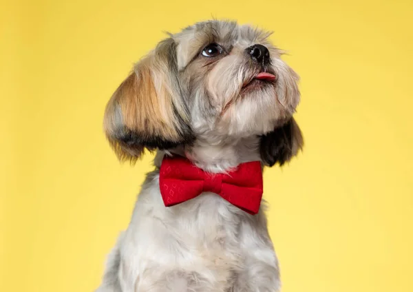 Hevesli Shih Tzu Köpek Yavrusu Yukarı Bakıyor Soluk Soluğa Papyon — Stok fotoğraf