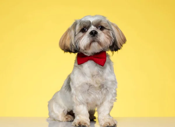 Confident Shih Tzu Puppy Looking Forward Wearing Bowtie Sitting Yellow — Stock Photo, Image