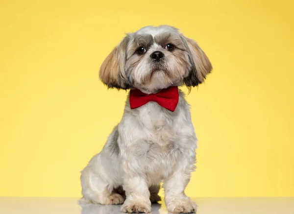 Selbstbewusster Shih Tzu Welpe Der Nach Vorne Blickt Und Fliege — Stockfoto