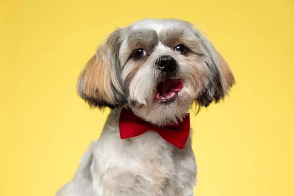 Brincalhão Shih Tzu Cachorro Vestindo Gravata Com Língua Exposta Fundo — Fotografia de Stock