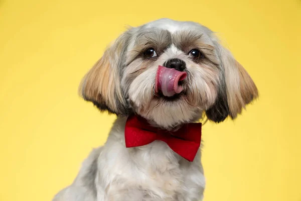 Curioso Shih Tzu Cachorro Vestindo Bowtie Lambendo Seu Nariz Backgroun — Fotografia de Stock