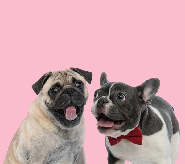 Team Pug French Bulldog Panting Sticking Out Tongue Pink Background — Stock Photo, Image