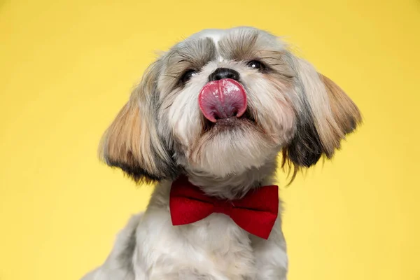 Adorável Shih Tzu Filhote Cachorro Lambendo Seu Nariz Vestindo Gravata — Fotografia de Stock