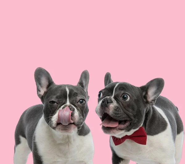 Team Two French Bulldogs Panting Licking Nose Pink Background — Stock Photo, Image