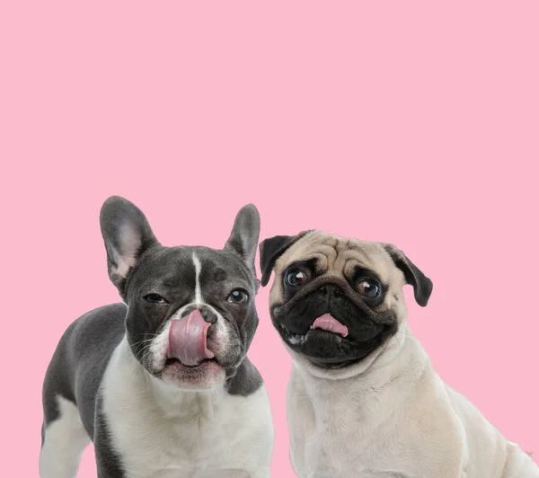 Equipe Buldogue Francês Pug Ofegante Furar Língua Fundo Rosa — Fotografia de Stock