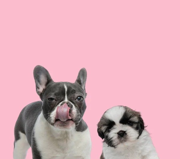 Team French Bulldog Shih Tzu Pink Background — Stock Photo, Image