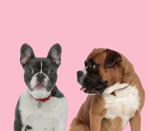 Squadra Bulldog Francese Pugile Indossa Colletto Rosso Ansimando Sfondo Rosa — Foto Stock