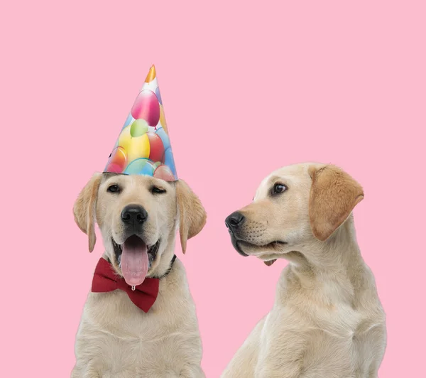 Team Van Twee Labradors Retriever Dragen Verjaardag Feest Strikje Hijgen — Stockfoto