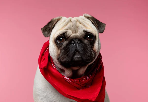 little pug dog with big humble eyes is wearing a red bandana and looking at camera on pink background