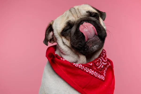 Καθισμένος Σκύλος Pug Γλείφει Στόμα Του Μάτια Κλειστά Και Φορώντας — Φωτογραφία Αρχείου