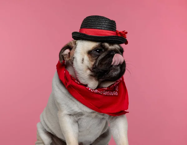 Χαριτωμένο Κομψό Σκυλί Pug Φορώντας Ένα Κόκκινο Μπαντάνα Και Ένα — Φωτογραφία Αρχείου