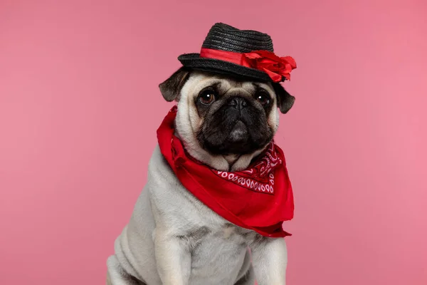 Kleine Dweilen Puppy Hond Zittend Tegen Roze Achtergrond Het Dragen — Stockfoto