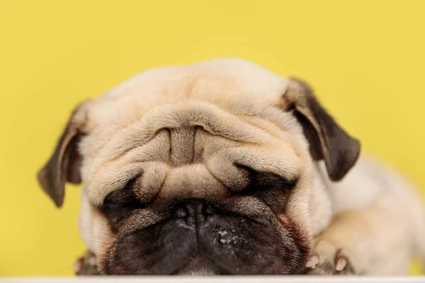 Κοιμισμένο Σκυλάκι Ξαπλωμένο Κίτρινο Φόντο Ακουμπώντας Κεφάλι Του Στις Πατούσες — Φωτογραφία Αρχείου