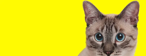 Eager Domestic Cat Curiously Looking Forward Yellow Studio Background — Stock Photo, Image