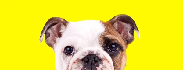 Pflichtbewusster Englischer Bulldoggen Welpe Freut Sich Auf Gelbem Studiohintergrund — Stockfoto