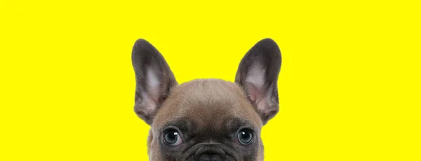 Focalizzato Francese Bulldog Cucciolo Curiosamente Guardando Avanti Sfondo Studio Giallo — Foto Stock