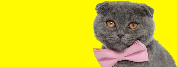Papyon Takmış Skoç Bir Kedi Sarı Stüdyo Geçmişini Dört Gözle — Stok fotoğraf