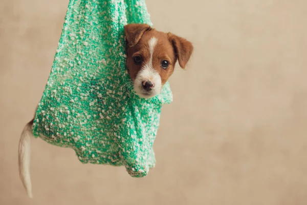 Bonito Jack Russell Terrier Cão Sentado Pano Com Seu Corpo — Fotografia de Stock