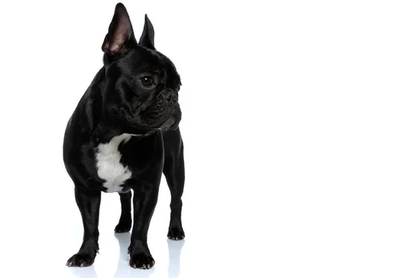 Cachorro Bulldog Francês Curioso Olhando Para Longe Fundo Estúdio Branco — Fotografia de Stock