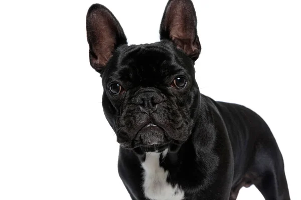 Cachorro Bulldog Francês Confiante Olhando Para Frente Fundo Estúdio Branco — Fotografia de Stock