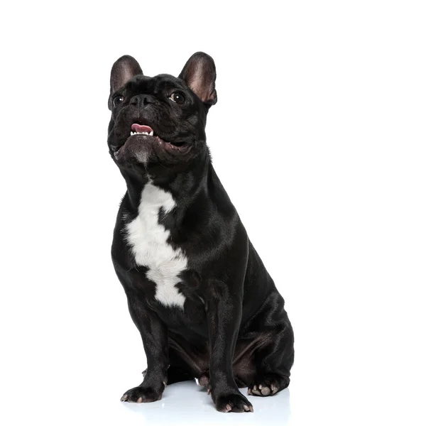 Υπάκουη Γαλλική Bulldog Κουτάβι Λαχάνιασμα Και Χαμογελώντας Κάθεται Λευκό Φόντο — Φωτογραφία Αρχείου