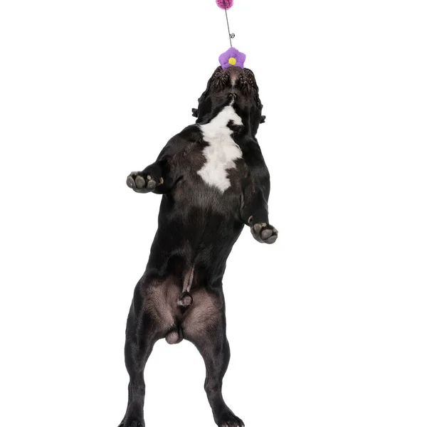 장난을 좋아하는 프랑스 강아지 점프와 스튜디오 배경에서 장난감을 — 스톡 사진