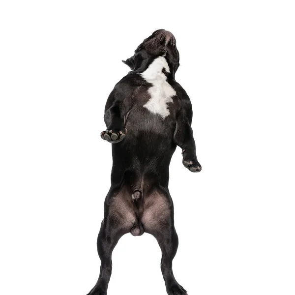 Französische Bulldogge Welpe Springt Und Schaut Auf Weißem Studiohintergrund Auf — Stockfoto