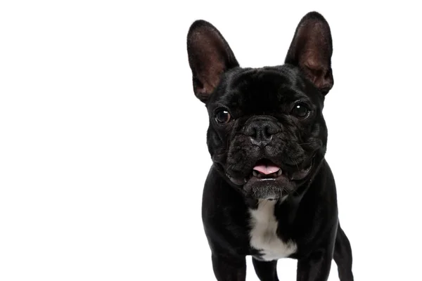 Happy French Bulldog Filhote Cachorro Olhando Para Frente Ofegante Fundo — Fotografia de Stock