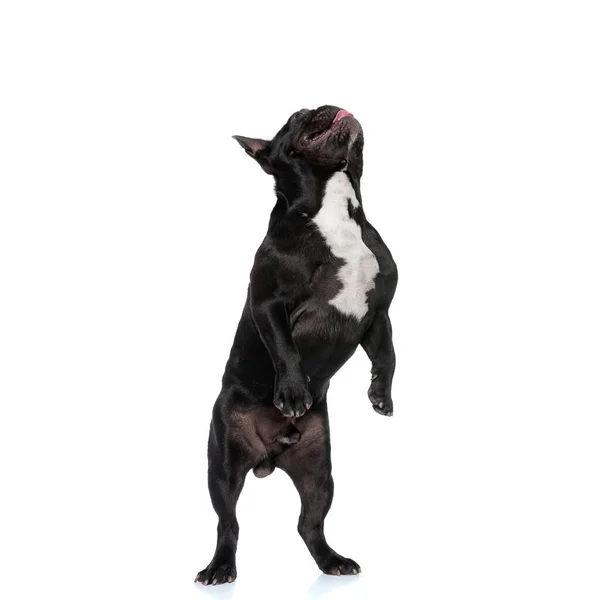 Speelse Franse Bulldog Puppy Zoek Omhoog Springen Witte Studio Achtergrond — Stockfoto