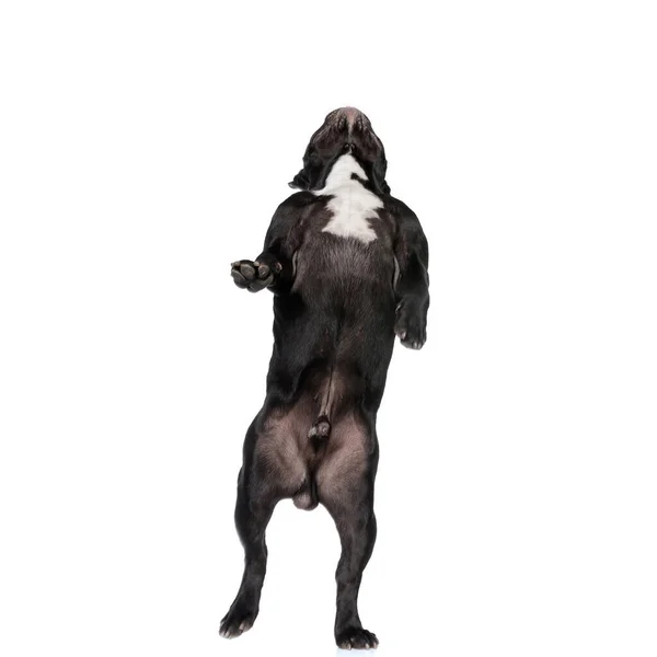 스러운 프랑스 강아지 점프와 화이트 스튜디오 쳐다보는 — 스톡 사진