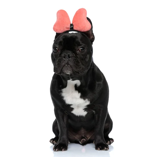 Der Pflichtbewusste Französische Bulldoggen Welpe Mit Stirnband Und Fliege Sitzt — Stockfoto